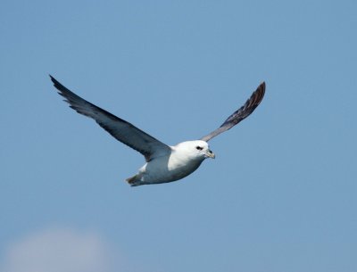 Northern Fulmar