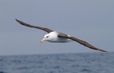 Black-browed Albatross