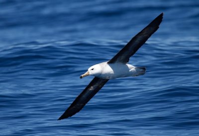 Black-browed Albatross