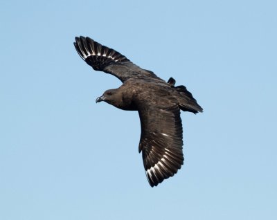 Brown Skua