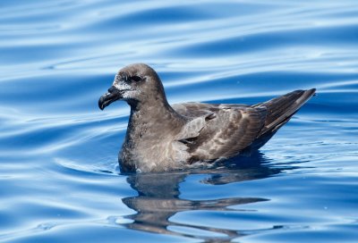 Providence Petrel