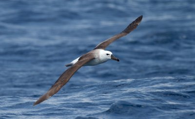 Black-browed Albatross