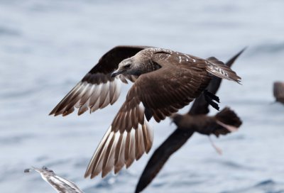 Pomarine Jeager