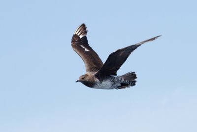 Pomarine Jeager