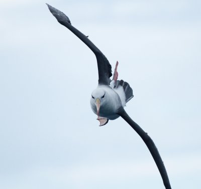 Black-browed Albatross