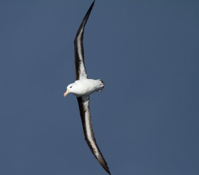 Black-browed Albatross