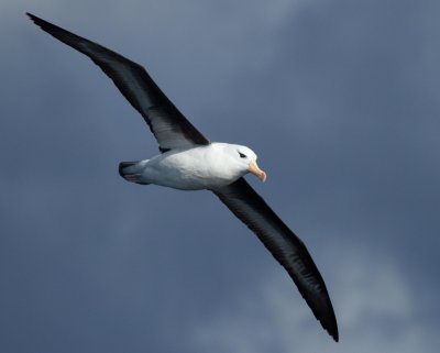 Black-browed Albatross