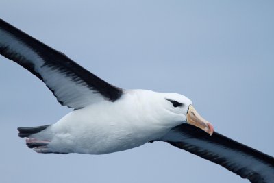 Black-browed Albatross