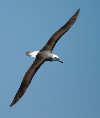 Black-browed Albatross