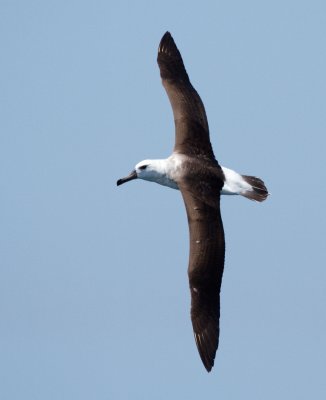 Black-browed Albatross