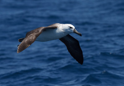 Black-browed Albatross