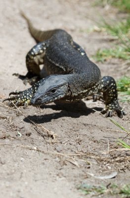 Heath Monitor