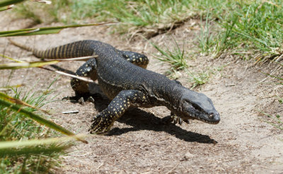 Heath Monitor