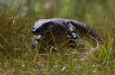 Heath Monitor