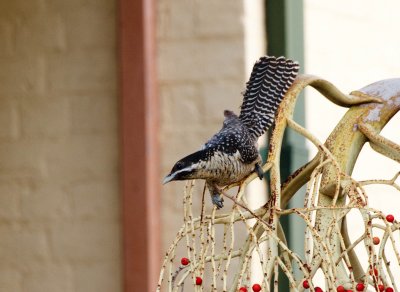 Eastern Koel