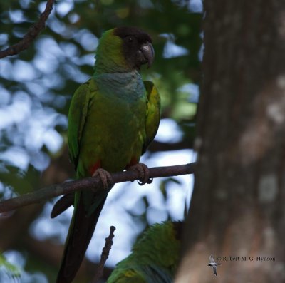 Black-hooded Parakeet