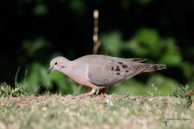 Eared Dove