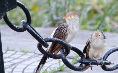 Guira Cuckoo