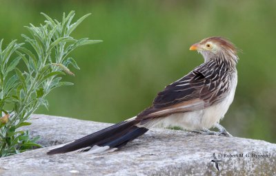 Guira Cuckoo