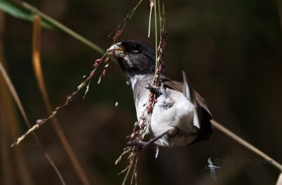 _MG_0730-2-122.jpg