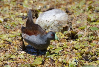 Spot-flanked Gallinule