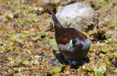 Spot-flanked Gallinule