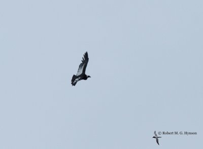 _MG_0380-2-162.jpg