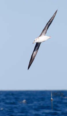 Black-browed Albatross