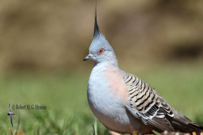 Crested Pigeon