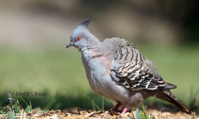 Crested Pigeon