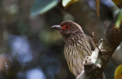 Australian Figbird