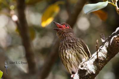 Australian Figbird