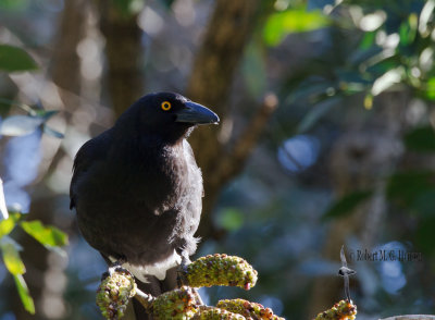 currawongs