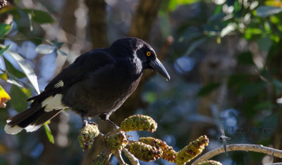 Pied Currawong