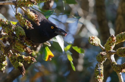 Pied Currawong