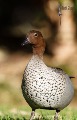 Australian Wood Duck