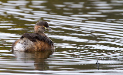 Australasian Grebe