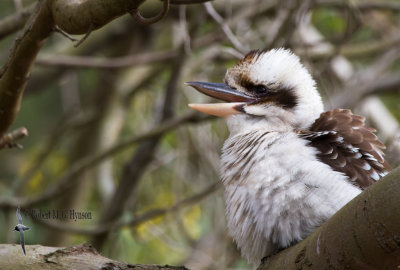 Laughing Kookaburra