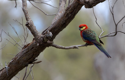 Western Rosella