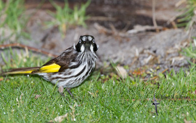 New Holland Honeyeater