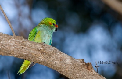 purple-crowned_lorikeet