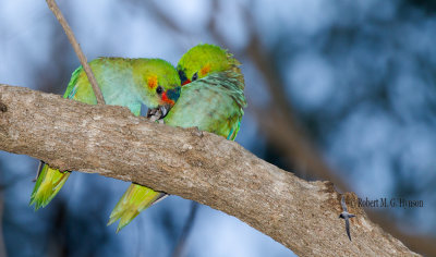 Purple-crowned Lorikeet