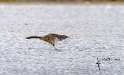 Noisy Scrub-bird