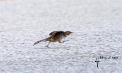 Noisy Scrub-bird