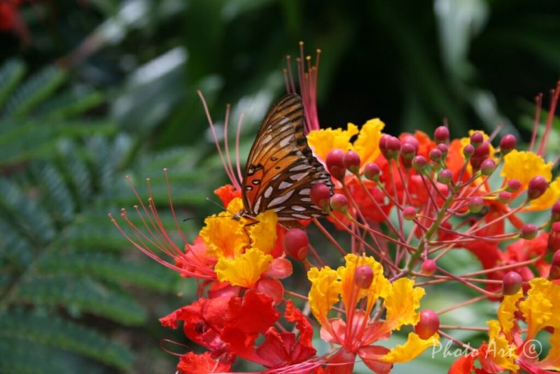 Colors of Summer