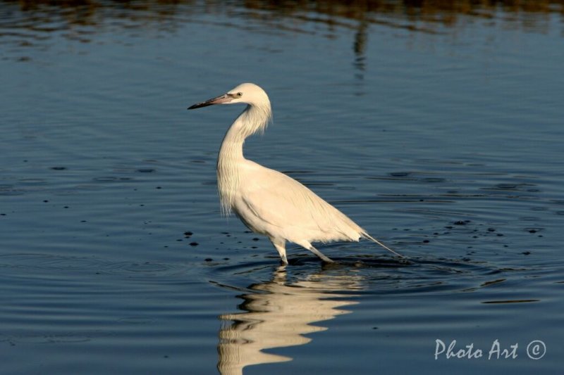 Reddish Egret (White Form)