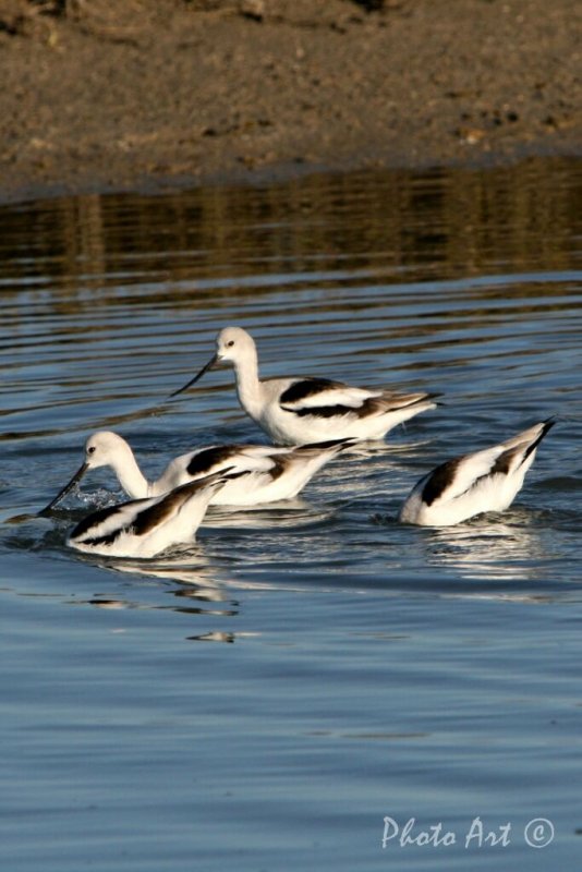 American Avocet (Nonbreeding)