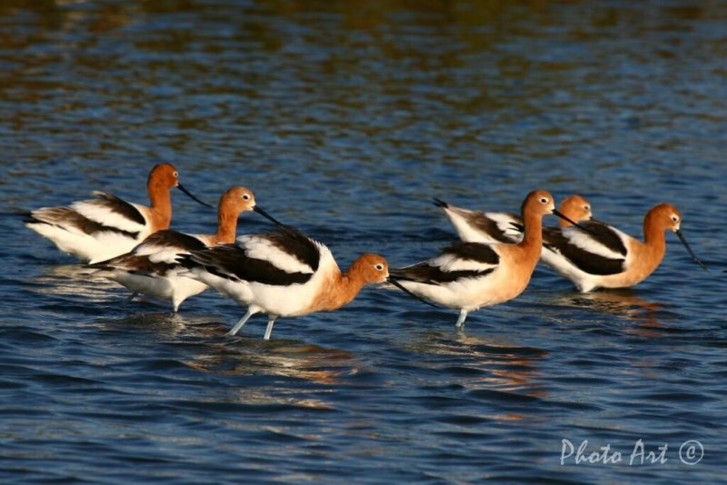 American Avocet