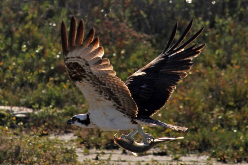 Osprey