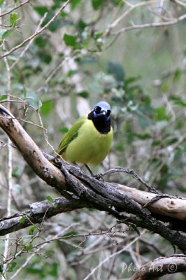 Green Jay